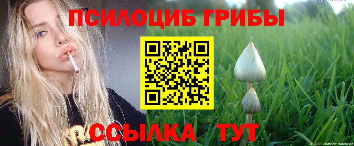 Псилоцибиновые грибы Psilocybine cubensis Стрежевой